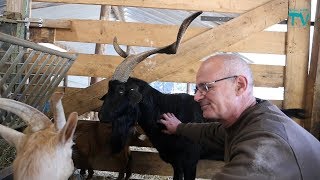 Visite de la Chevrerie de Beaumarran à Méounes [upl. by Nowad]