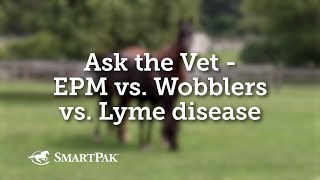 Ask the Vet  EPM vs Wobblers vs Lyme disease [upl. by Doreen]