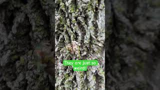 It’s cicada season shortsfeed smallyoutuber weird bug youtubeshort shortsvideo shorts [upl. by Edelsten]