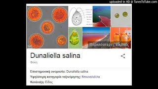 Dunaliella salina is the popular microalga for βcarotene production [upl. by Aleet564]