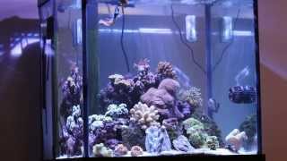 Kessil A360W on 60 Deep Blue Cube Saltwater Reef Aquarium [upl. by Asirret395]