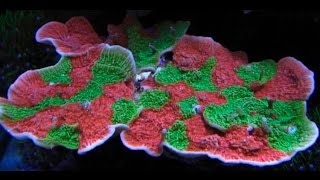 Fragging in the lab Montipora Capricornis [upl. by Oijimer]