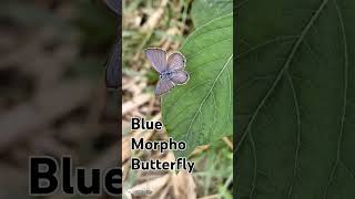 Blue Morpho Butterfly httpswwwyoutubecomchannelUCdUZ9zKeBkP8oH7ioqpKCeg [upl. by Harilda]