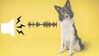 Pitched Dog Whistle Sound Help To Stop Dogs BarkingSound effect [upl. by Ailekat]