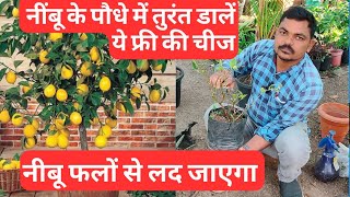 How to grow lemon trees at home lemon tree fertilizer care [upl. by Leahey]