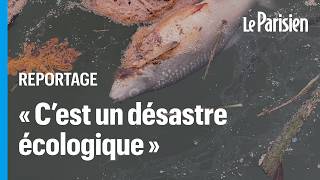 Pêcheurs écologistes… ils veulent tous la vérité sur la pollution du canal de Loing [upl. by Ikcim]