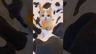 Rhythm of the Kitten💕😻 cute kitten cat meow [upl. by Bascomb41]