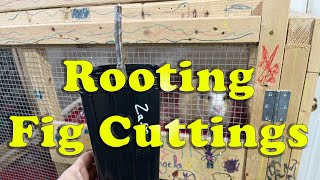 Rooting Fig Cuttings  Process and Best Practices [upl. by Phoebe]