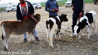 Holstein Friesian and Jersey Calf competition ring at Patiala Punjab [upl. by Aeirdna]