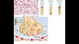 Clostridium botulinum Part 2 Mechanism of action of botulinum toxin symptoms diagnosis treatment [upl. by Anyaj]