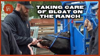 Curing Cattle Bloat By Tubing the Wagyu Steers  Browsey Acres [upl. by Carolyn]