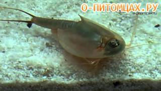 Щитень Triops australiensis  opitomcaxru [upl. by Aliwt]