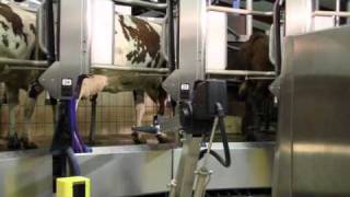 The Worlds First Automatic Milking Rotary System AMR™  DeLaval Robotic Milking Solutions  DeLaval [upl. by Akcir]