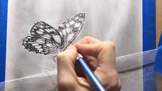 GRAPHITE DRAWING TIMELAPSE ✭ Drawing a Butterfly [upl. by Yacano425]