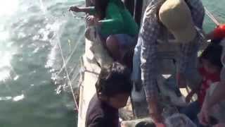 Smelt Fishing at Ambleside Floating Pier P1 [upl. by Leschen3]