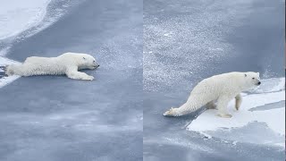 Lours polaire intelligent est un peu trop prudent en se déplaçant sur la glace mince [upl. by Lisan776]