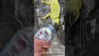 Man Gives Water to Chameleon😍 [upl. by Center165]