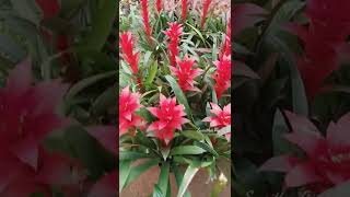 Guzmania Plant Care Tips The Bromeliad With The Vibrant Star Shaped Flower shortsvideos [upl. by Eiroj]