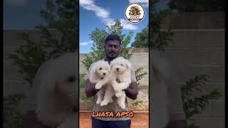 Lhasa Apso Puppies for contact 9043060353 PUPPY FACTORY TIRUNELVELI all type puppies available [upl. by Naujej]