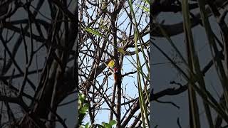 Black rumped flameback blackrumpedflameback birdwatchingbyranjit birdwatching birds [upl. by Cyprio607]