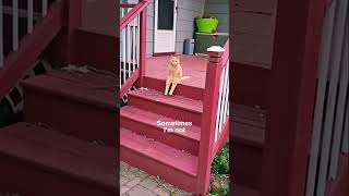 Existential Cat 😿 shortvideo shorts short funny [upl. by Anig]