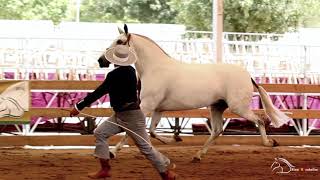 YEGUADA LAS MORERIAS MEJOR GANADERIA CAMPEONATO DE CATALUÑA [upl. by Yunick]