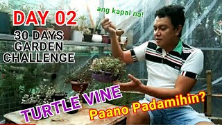 DAY 02 HOW TO PROPAGATE TURTLE VINE  Creeping Inch Plant 30 DAYS GARDEN CHALLENGE [upl. by Yelsna]