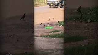 Acridotheres tristis Indian MynahOmnivorous social Birds extremely adapted to Urban environment [upl. by Naesed]