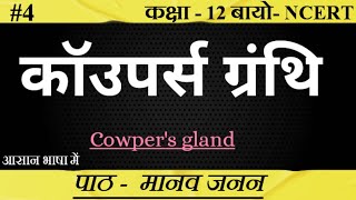 कॉउपर्स ग्रंथि ।। Cowpers Gland ।। Bulbourethral Gland।biology upboard class12 SudheerSirJi [upl. by Nosiram469]