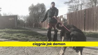 Pies ciągnie na smyczy jak Demon [upl. by Bab728]