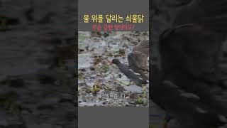 물 위를 달리는 쇠물닭 Common Moorhen running on the water shorts birdwatching commonmoorhen 쇠물닭 탐조 [upl. by Aynotak385]