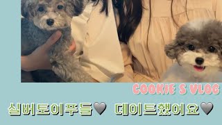 쿠키 VLOG  미용하고 실버토이푸들 데이트 어때요 [upl. by Ydassac44]