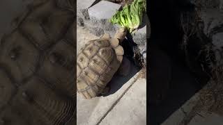 Giant Sulcata Tortoise [upl. by Ron]