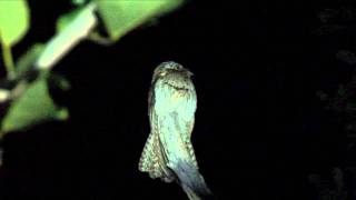 Northern Potoo [upl. by Elbring536]