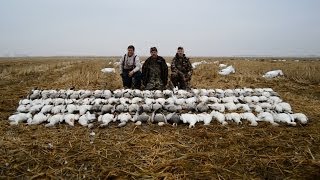 Spring Snow Goose Hunting 2014116 bird day [upl. by Christian]