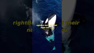 Cool Facts about Killer Whale 🐋  facts wildlife killerwhales [upl. by Droffilc]