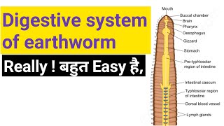 Bsc part 1 Digestive system of earthworm bsc 1st year digestive system of pheretima posthuma zoology [upl. by Sterne]