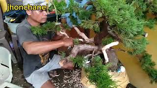 Menyakiti untuk keindahan ❤️quot sinensis  Tri  bonsai [upl. by Samara]