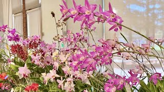 2023 Peninsula Orchid Society Show – Redwood City California [upl. by Welch]