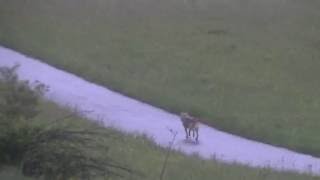 Le loup vu à Vassieux en Vercors dimanche 29052016 [upl. by Nnylirret]