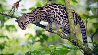 Margay Cat Extremely Skillful Tree Climber [upl. by Hilaria48]