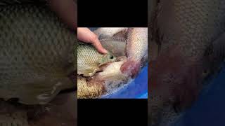 Aquaponics system Tilapia shorts aquaponics fish [upl. by Mccarthy]