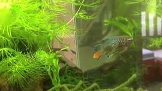 Blue Gularis Killifish Fundulopanchax sjoestedti [upl. by Colman]