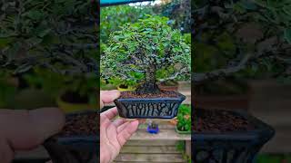 Ulmus Parvifolia ulmus bonsai shorts bonsaitree [upl. by Sidon]