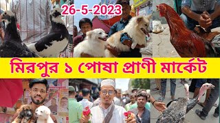 Mirpur 1 Pakhir hat  Persian cat price in Bangladesh  Animal market in Bangladesh  kobutor hat [upl. by Ecinuahs]