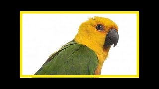 Jenday conure [upl. by Humberto686]