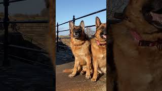 carlisle castle medieval epic history germanshepherd dog foryou reels shorts [upl. by Annodas]