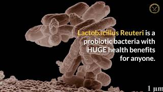 Lactobacillus Reuteri Health Benefits 6 Power Reasons to Take This Probiotic [upl. by Huba212]