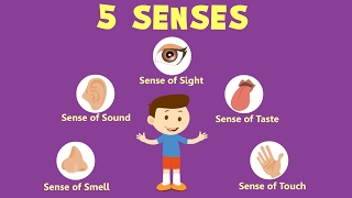 Human Sense Organs  Learn about five Senses [upl. by Asle]