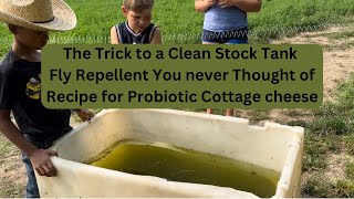 Keeping Stock Tanks Clean and The simplest Fly control Probiotic Cottage Cheese Recipe [upl. by Trawets809]